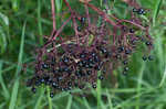 Elderberry